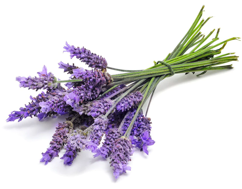 Lavender Eruption